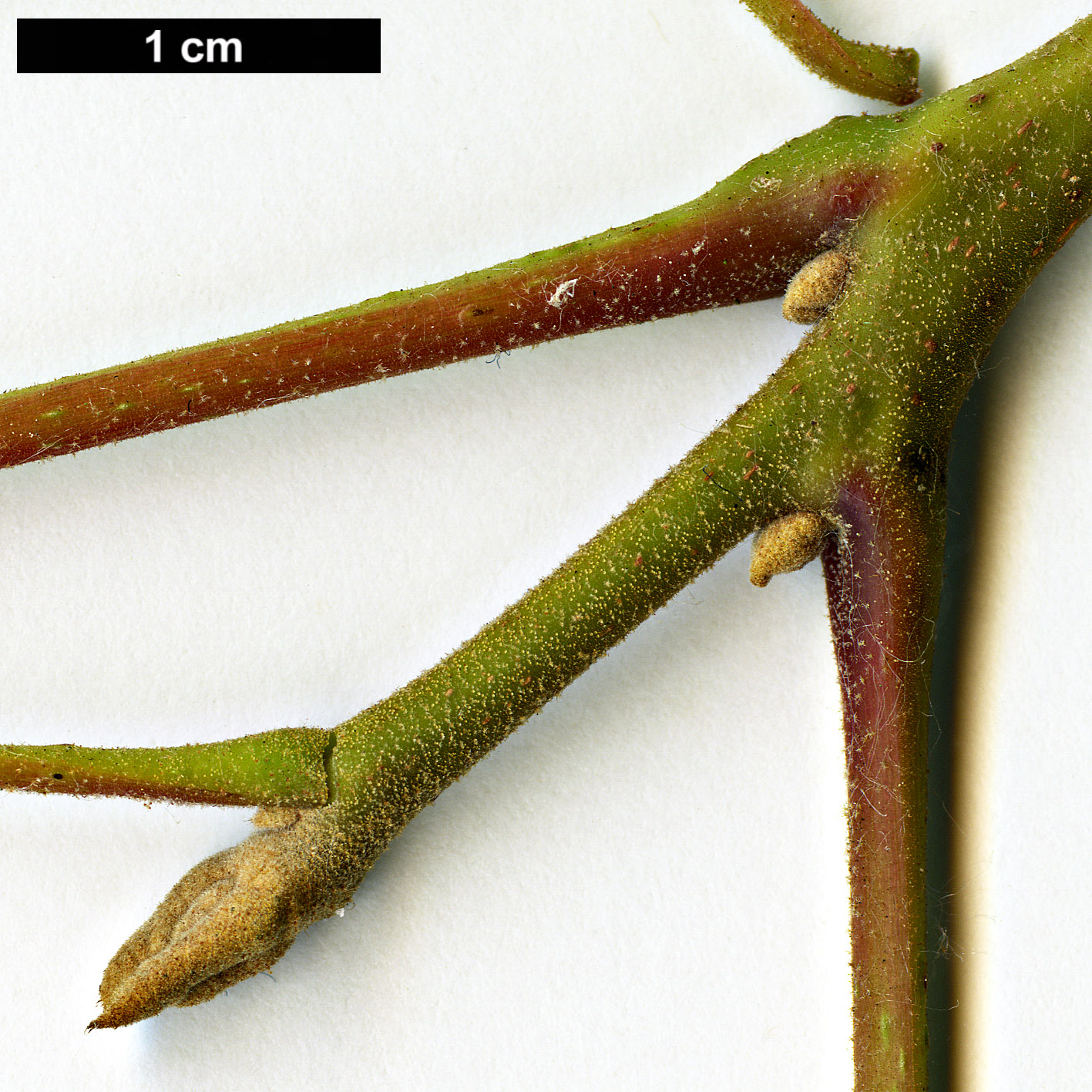 High resolution image: Family: Juglandaceae - Genus: Juglans - Taxon: mollis